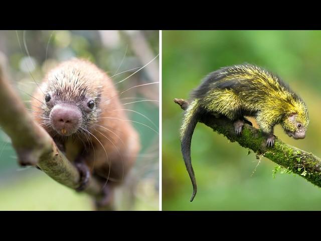 Mexican Hairy Porcupine  The CUTEST Spiky Creature!