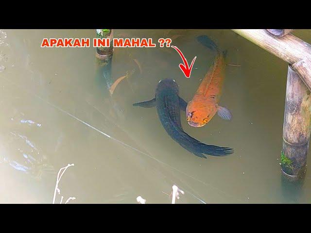 REJEKI NOMPLOK..!! Dapat Ikan Channa Mahal Ditempat Ini || Penangkapan Ikan Channa Limbata