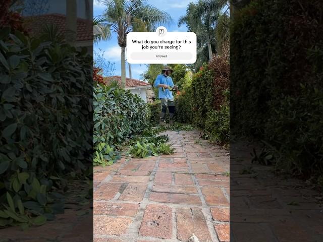 How much do you charge for hedge trimming? Avg #beforeandafter #lawncare #landscaping #hedgetrimming