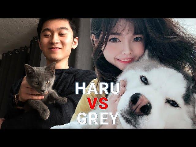 Haru (huhi's dog) vs Grey (biofrost's cat) | woori TV