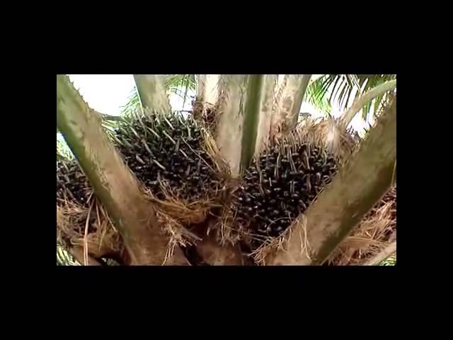 Wonder Oil Palm Tree