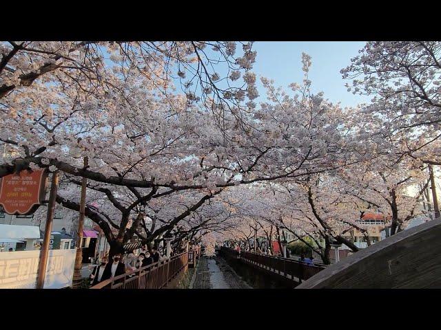 Jinhae, Changwon Yeojwacheon Romance Bridge the splendid cherry blossom tunnel  (Jinhae Tour)