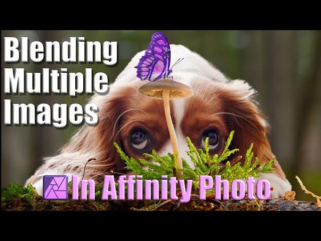 Blending Images in Affinity Photo 2: Dog and Butterfly Compositing