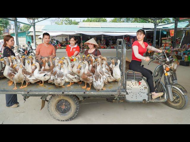 Use 3-wheeled Vehicle To Harvesting Many Ducks Goes To Countryside Market Sell | Free Bushcraft