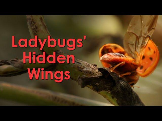 Ladybugs' "Hidden" Wings