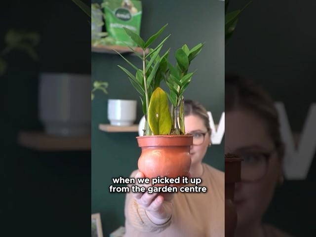 How We Fixed This Root Bound Plant (ZZ Plant Repotting Tutorial)