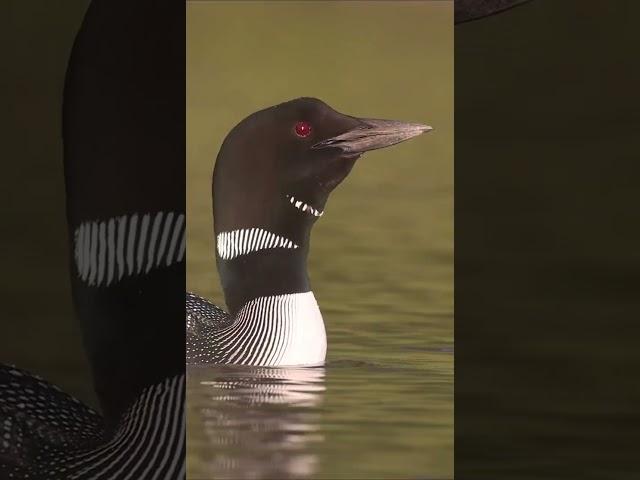 Common Loons Calling