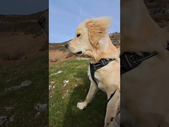 Watching your ears flap in the wind is all I need  #mountaindog #hikingwithdogs #dogwalk