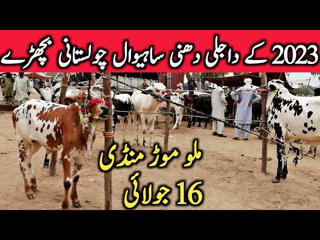 Malumor Mandi Jhang Dajili Dhani Sahiwal Cholistani Bachre 2023 || Global Village Farming