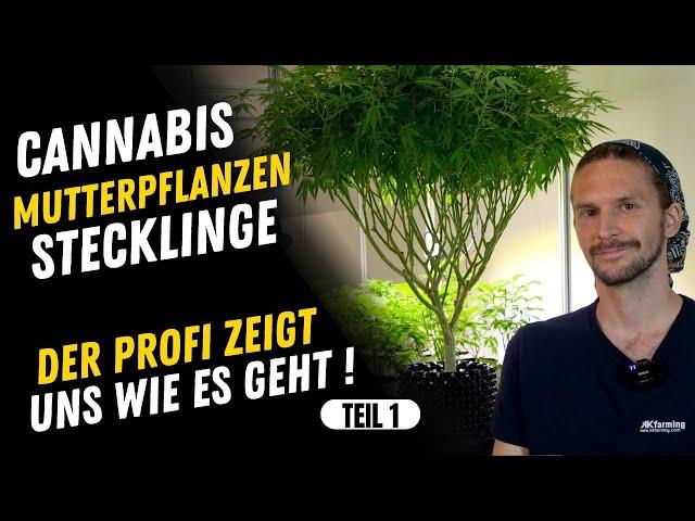 Cannabis Mutterpflanzen und Stecklinge - Alles was du wissen solltest , Beschneiden , Selektieren #1