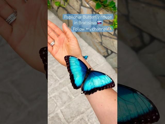 Papilonia-Butterfly house in Bratislava#bratislava #travel #travelvlog #butterflyhouse