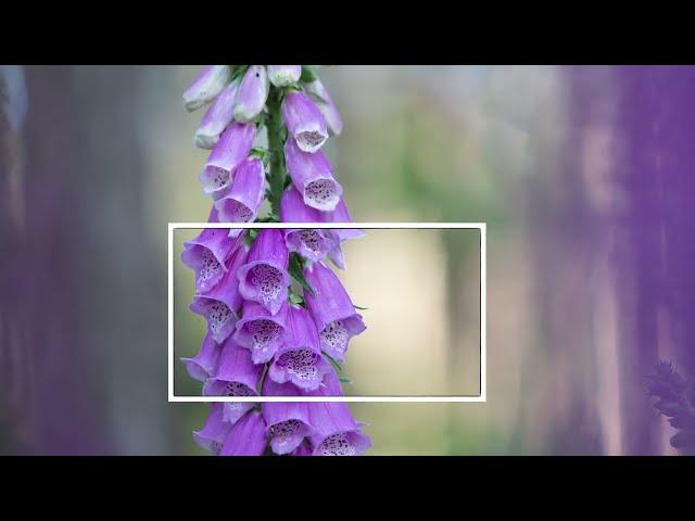 Komposition Einleitung - Meisterkurs künstlerische Blumenfotografie