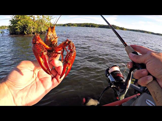 Fishing with Live Crawfish on Lake Martin (Spotted Bass)