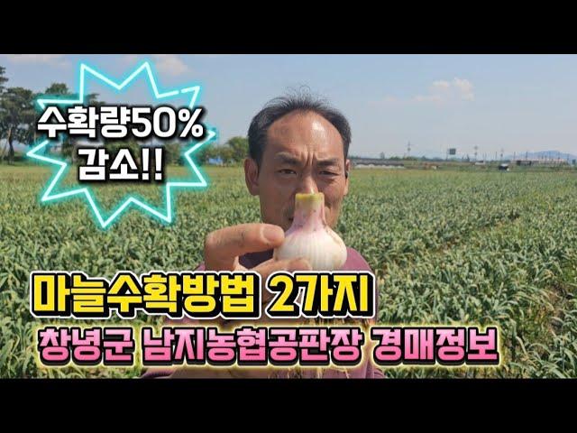 2025년 남지농협공판장 경매일정.마늘수확방법에따라 수확량50% 감소됩니다~ 잘선택하세요.5월 마늘밭관리방법.마늘농사