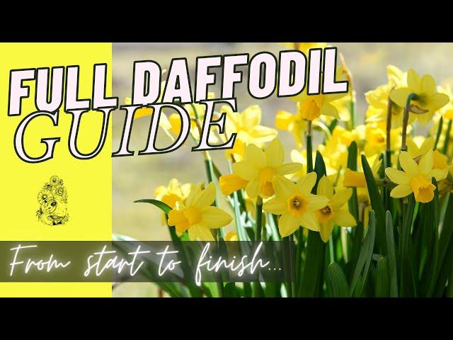 Planting Daffodil Bulbs: Growing Daffodils from Start to Finish - Cut Flower Garden - Spring Bulbs