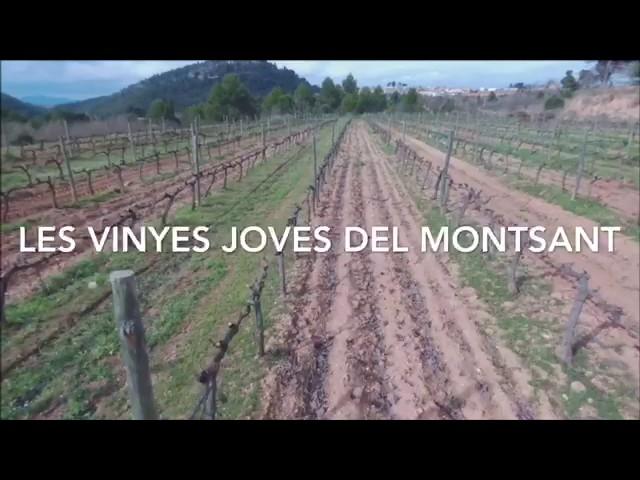 Vinyes de la DOMontsant