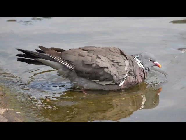 Wood Pigeon cooling down