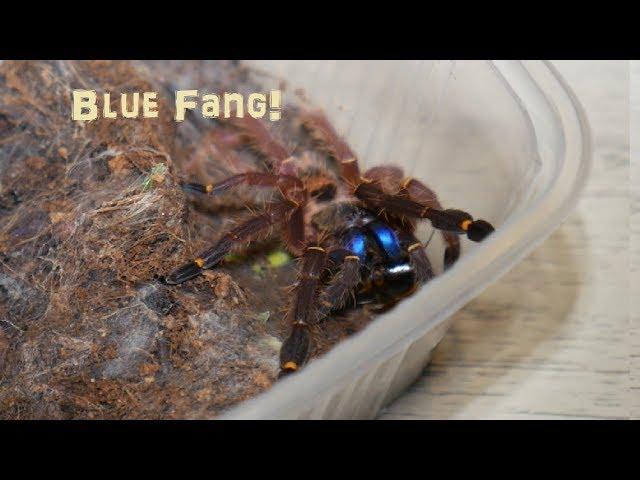 Blue Fang Tarantula! (Amazing Colours!!)