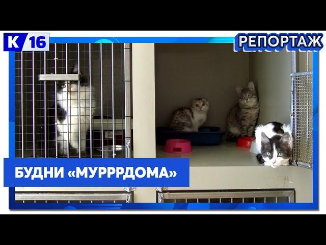 Как организована работа в приюте «Мурррдом», директор Дмитрий Авдеев рассказал на думском комитете