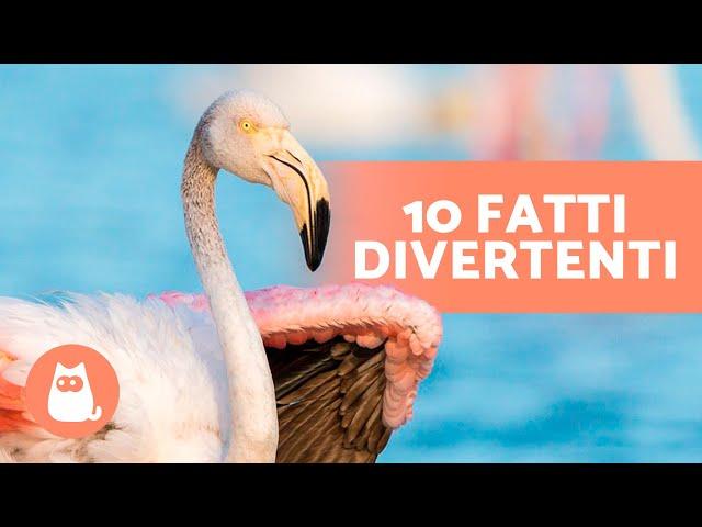 10 CURIOSITÀ sui FENICOTTERI che ti sorprenderanno 