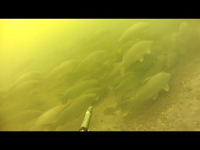 Подводная охота на зимнего карпа,сазана на реке Днепр.spearfishing Carp 18 kg