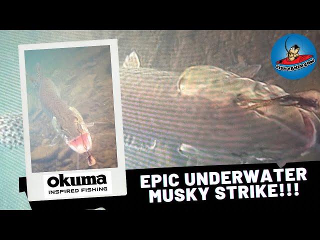 Epic Underwater Footage Musky Follow and Strike! #fishing #bassfishing #musky