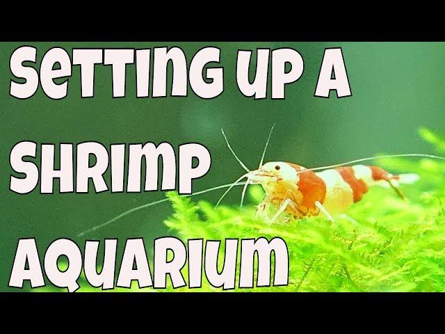 How to set up a 15 gallon freshwater aquarium - Shrimp Tank