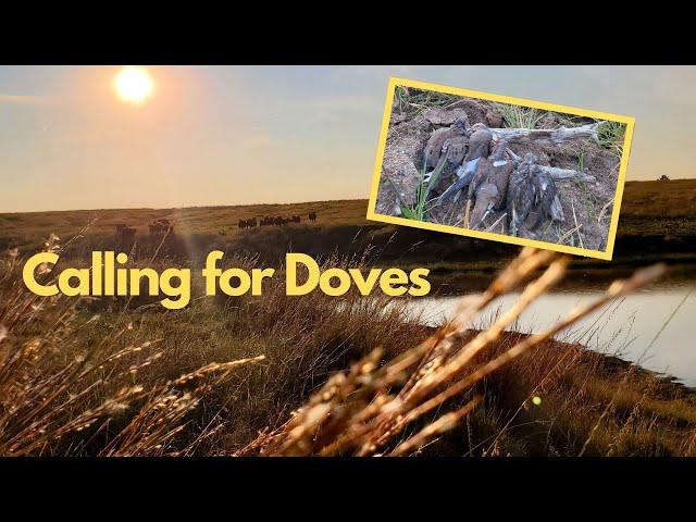 CALLING for DOVES (Opening Week Nebraska Dove HUNT)