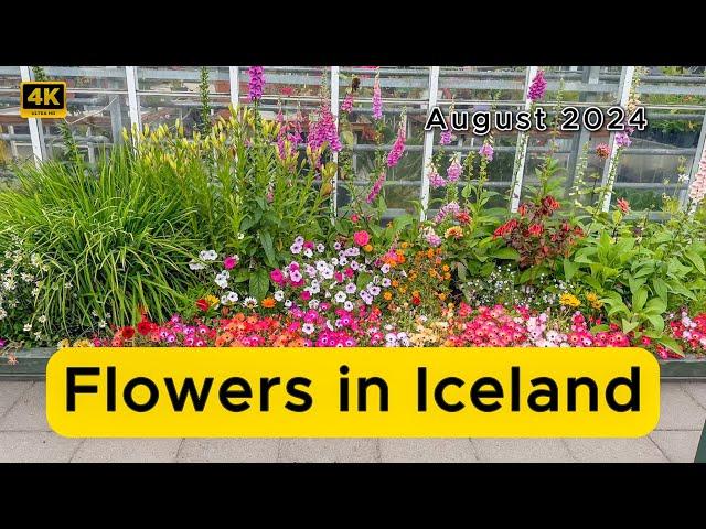 Flowers in Iceland.