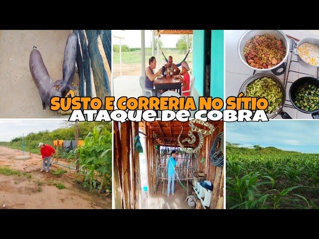 SUSTO, ESTOU EM CHOQUE UMA COBRA NO TELHADO DO GALINHEIRO MEDO CORRERIA * não volto mais aqui