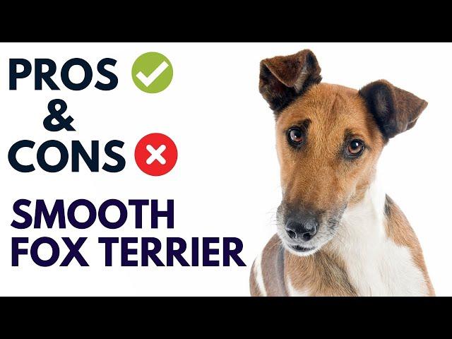 Smooth Fox Terrier Dog Pros and Cons | Smooth Fox Terrier Advantages and Disadvantages