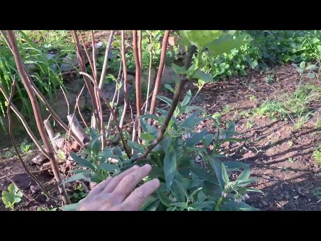 stacking and packing at Phat Ninja Foodforest