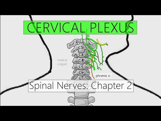 Cervical Plexus | Nervous system | 4K | Spinal nerves: Chapter 2