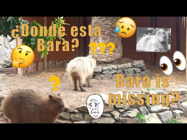 Bara la capibara desapareció? - Bara the capybara is missing?