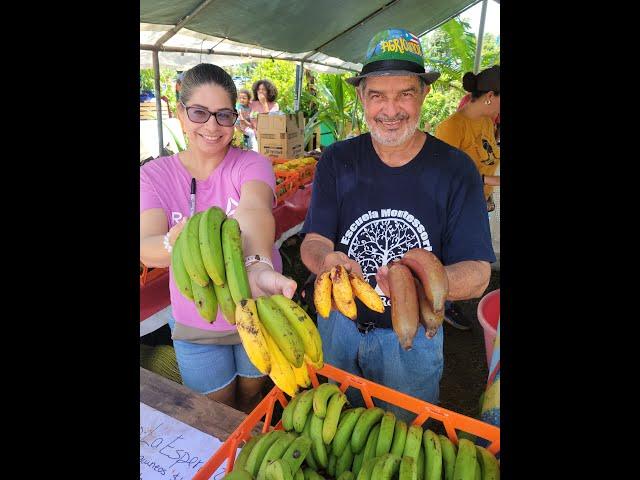 4 Clases de Guineos Boricuas  Colorao.. Piñitas.. Manzanos y Verdes ️ Cosecha de su Finca ⭐ Est