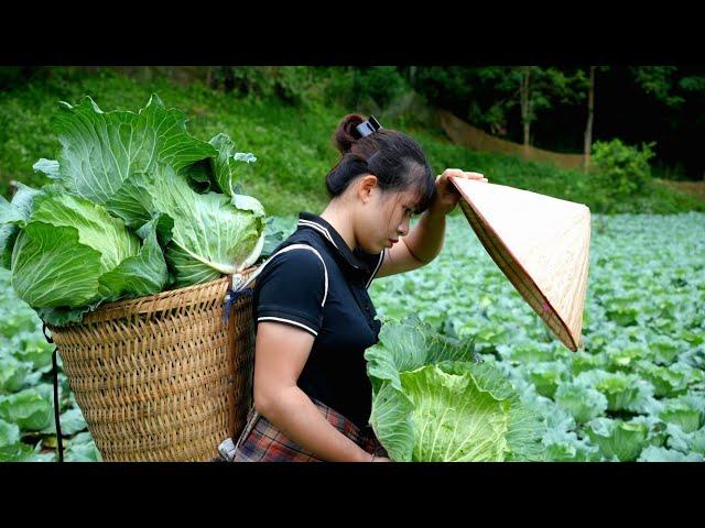 Harvesting Cabbage Garden | Cook Dad's Favorite Pig's Feet Dish - Daily Life | Lý Thị Ly