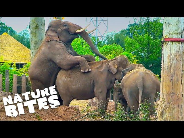 Elephants' Playful Day at the Zoo |  Secret Life of the Zoo   Nature Bites