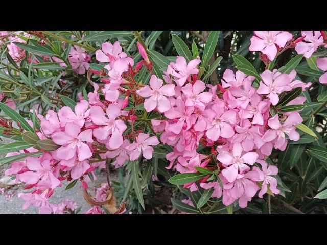 Oleander Flower//Zakkum Çiçeği//キョウチクトウの花//夾竹桃花//Bulaklak ng Oleander