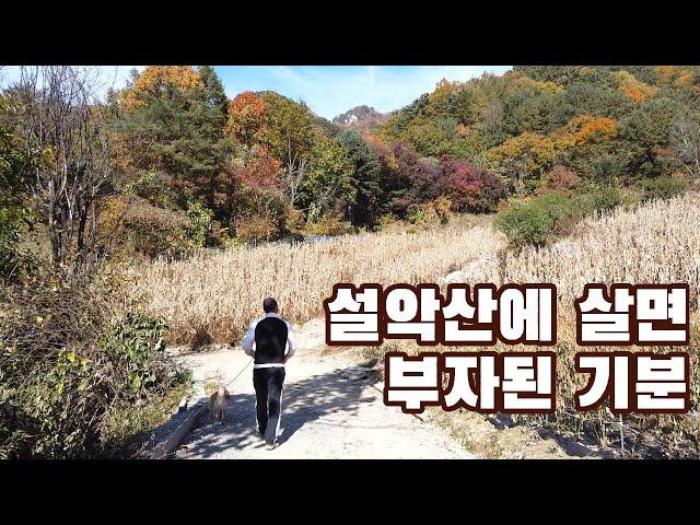 On a wonderful autumn day in Korea, I took a walk around the neighborhood with JOJO.