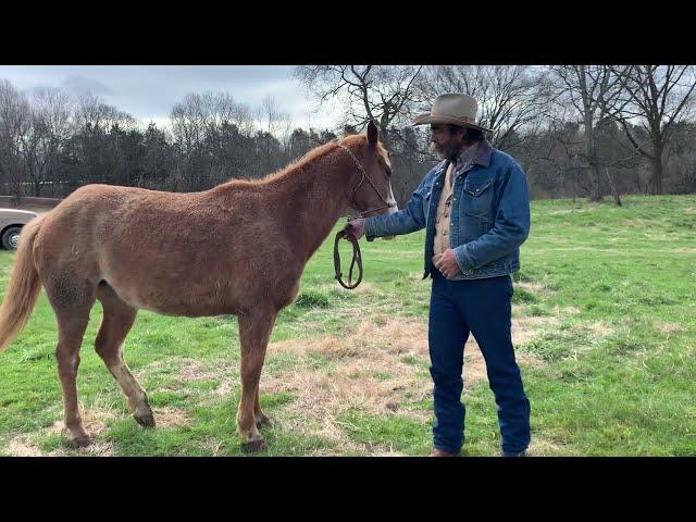 Buying A Good Trail Horse