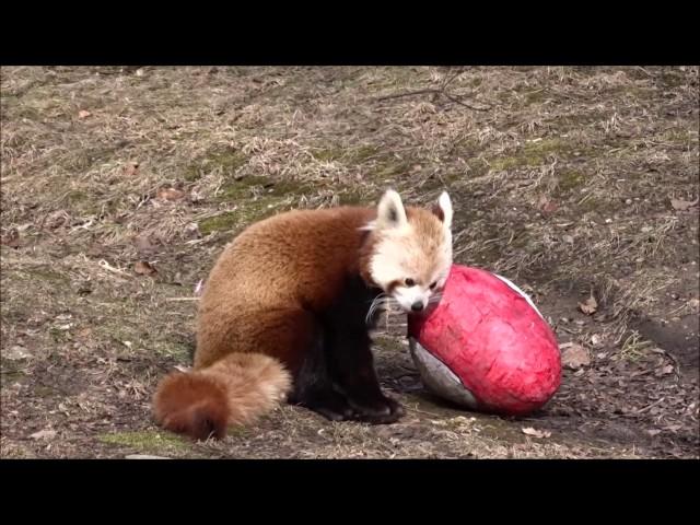 Tofu on Valentine's Day