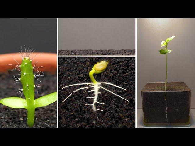 Growing Plants Time Lapse Compilation #5