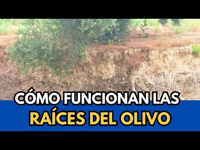 🟥 Raiz, agua y Manejo de Suelo en el Olivo