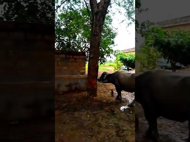 village life in Gujarat || monsoon || ચોમાસુ ️
