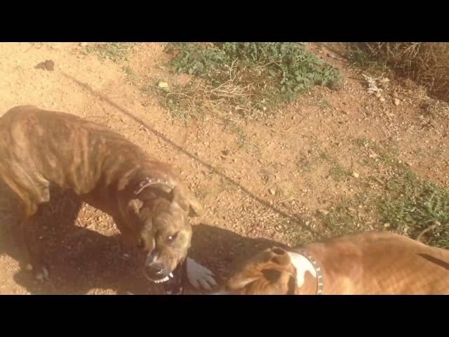 Pitbull Fight