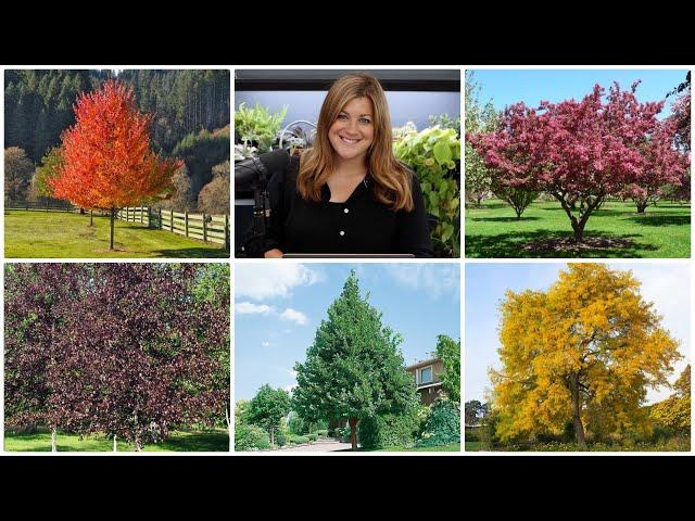 5 Trees I Highly Recommend!   // Garden Answer