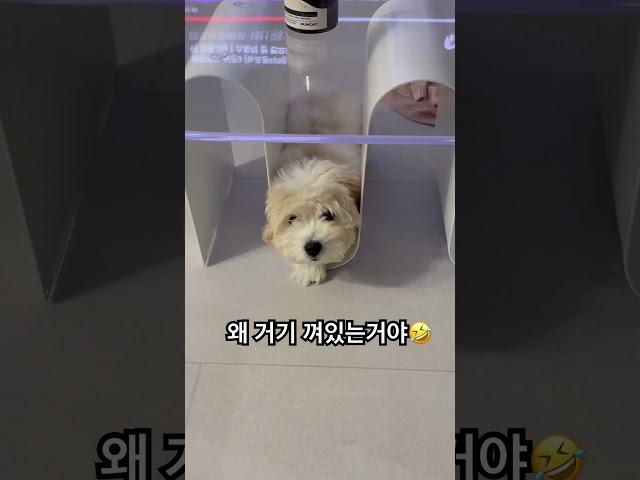 티라미숙해... #아기강아지 #강아지 #cotondetulear #강아지일상 #꼬똥 #반려견 #꼬똥드툴레아 #puppy #cute #강아지브이로그  #티라미수케이크 #꼬똥감자