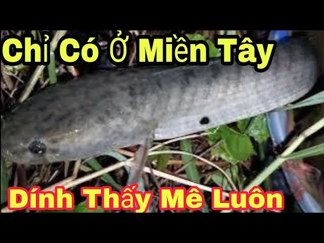 Trải Nghiệm Cấm Câu Cá Lóc Mùa Nước Lũ Sau Đêm Mưa Dính Toàn Hugo||AG Miền Đất Hứa