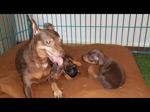 Puppies Friendly Fight | Puppies Having Fun