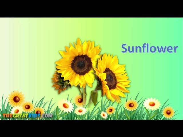 Flowers Name for Children | Flowers Name Video | The Great Kids